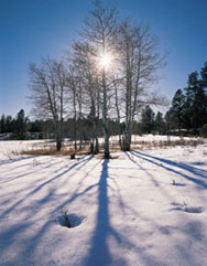 Snow Scene